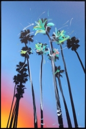 Pete Kasprzak: Santa Barbara Sky High Palms